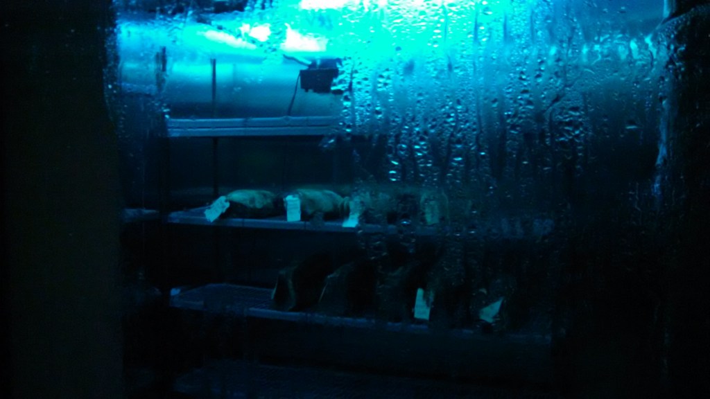 Meat locker at The Gryphon